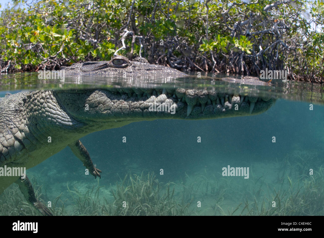 Un split-vista al agua de un cocodrilo cubano nadando a través de un bosque de manglares en las costas de Cuba. Foto de stock