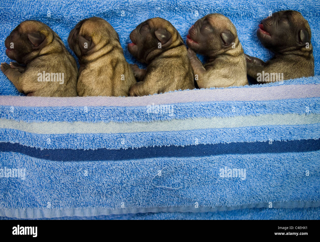 Cachorros recién nacidos pug fotografías e imágenes de alta resolución -  Alamy