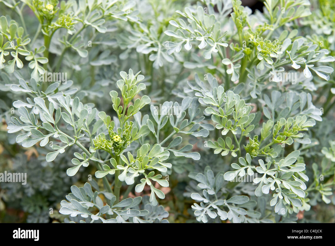 4.700+ Ruda Planta Medicinal Fotografías de stock, fotos e imágenes libres  de derechos - iStock