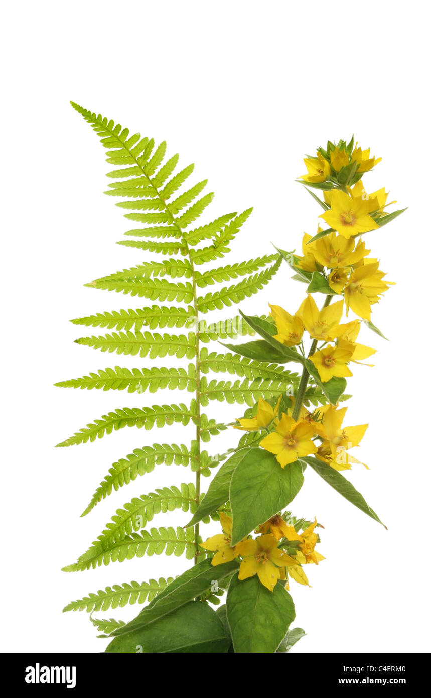 Lythraceae amarillo flores y un helecho fronda aislado contra un blanco Foto de stock