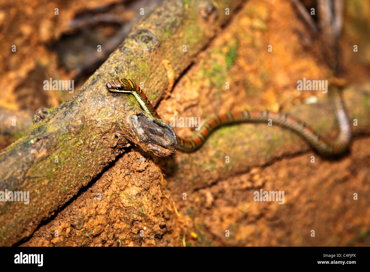 Doble árbol prohibido ( Serpiente Chrysopelea pelias ) Foto de stock