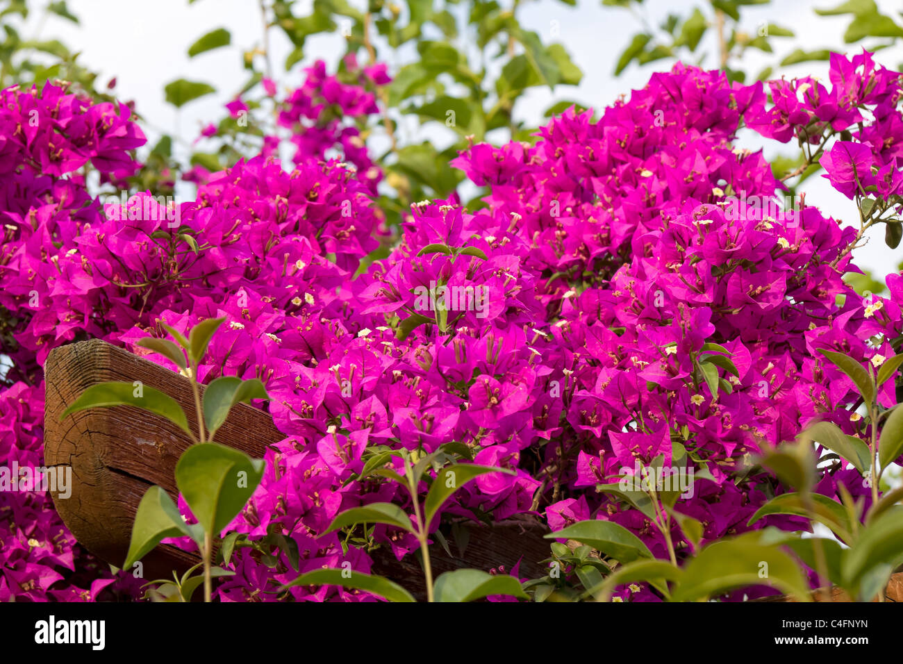 Hermosas flores púrpura como fondo Foto de stock