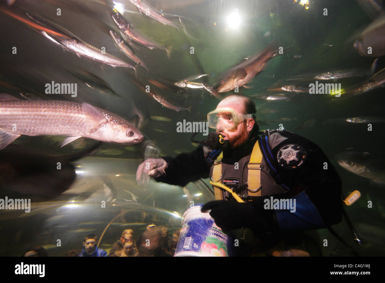 Un buceador alimenta a los peces en el acuario en Deep Sea World como visitantes observan desde el túnel de observación. Foto de stock