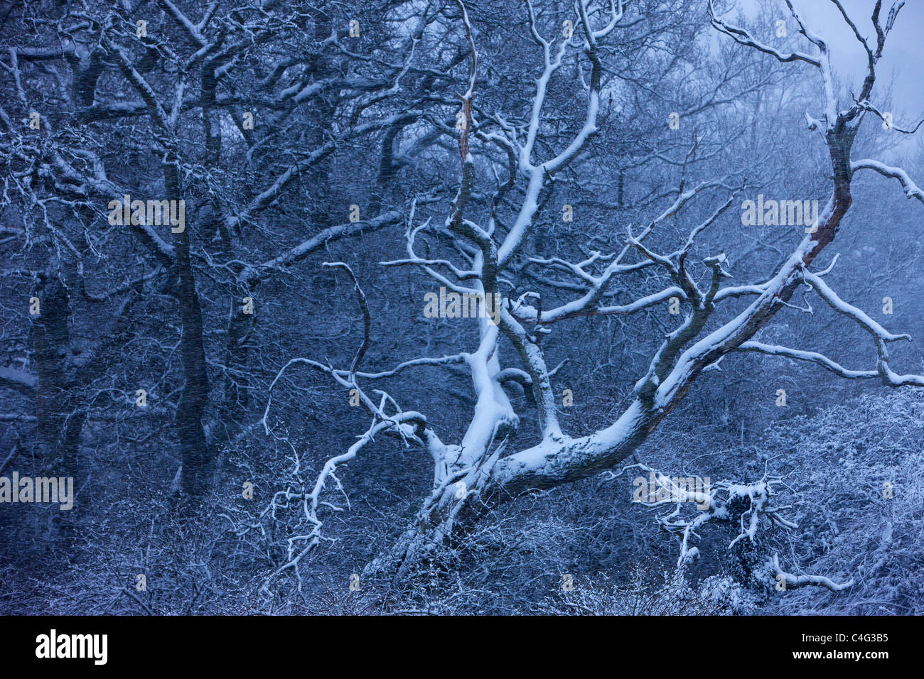 La nieve sobre los árboles en el castillo de Cadbury, Somerset, Inglaterra Foto de stock