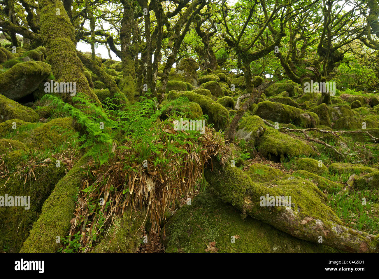 Robles sésiles y Moss en la madera Wistman Dartmoor Devon Inglaterra GB Islas Británicas Foto de stock