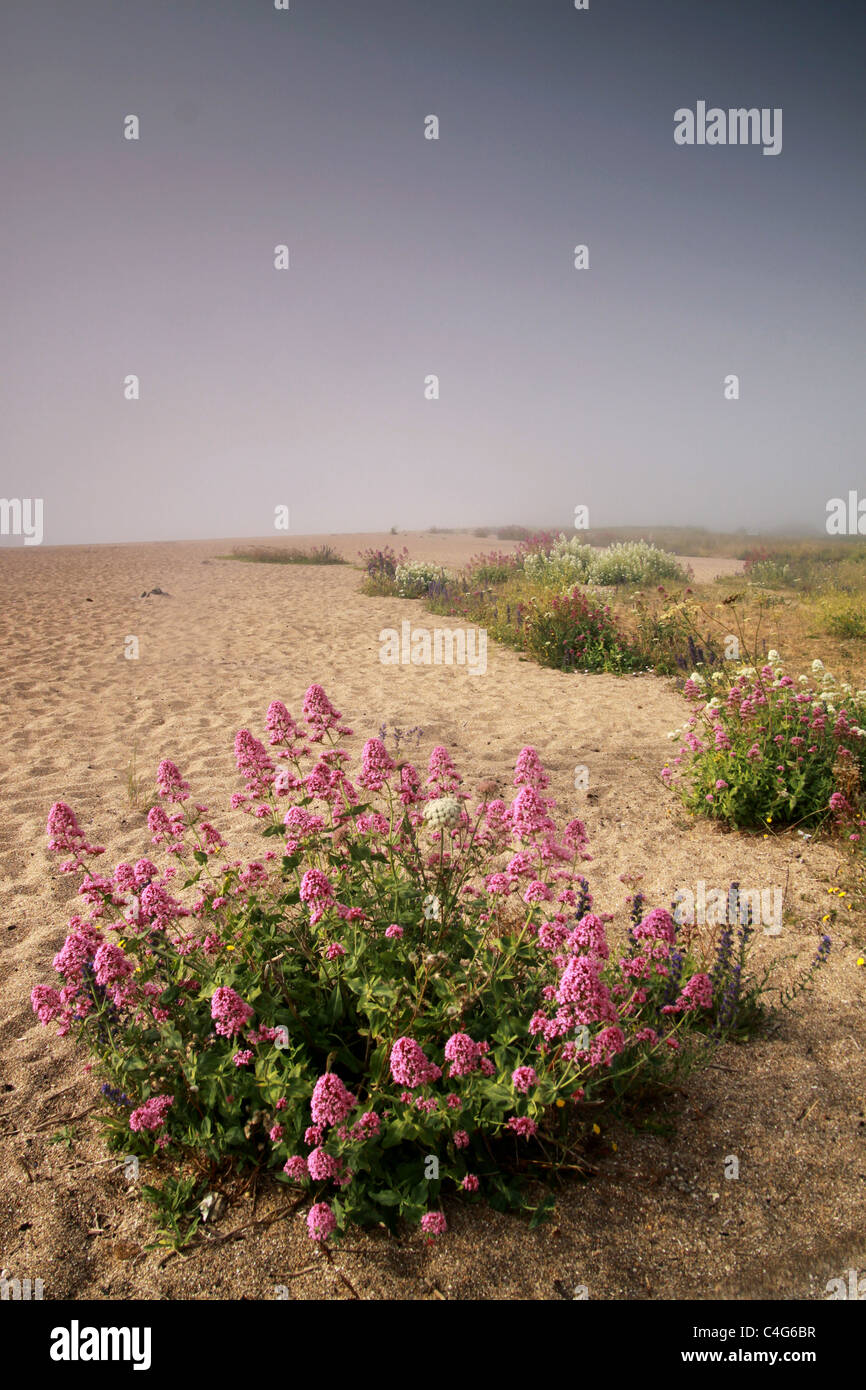 Flores en una playa de arena Foto de stock