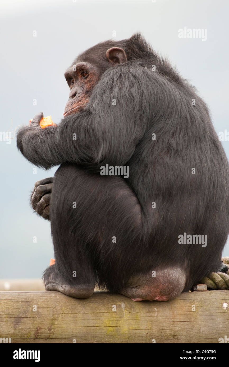 En el parque zoológico de chimpancé Pan troglodytes Foto de stock