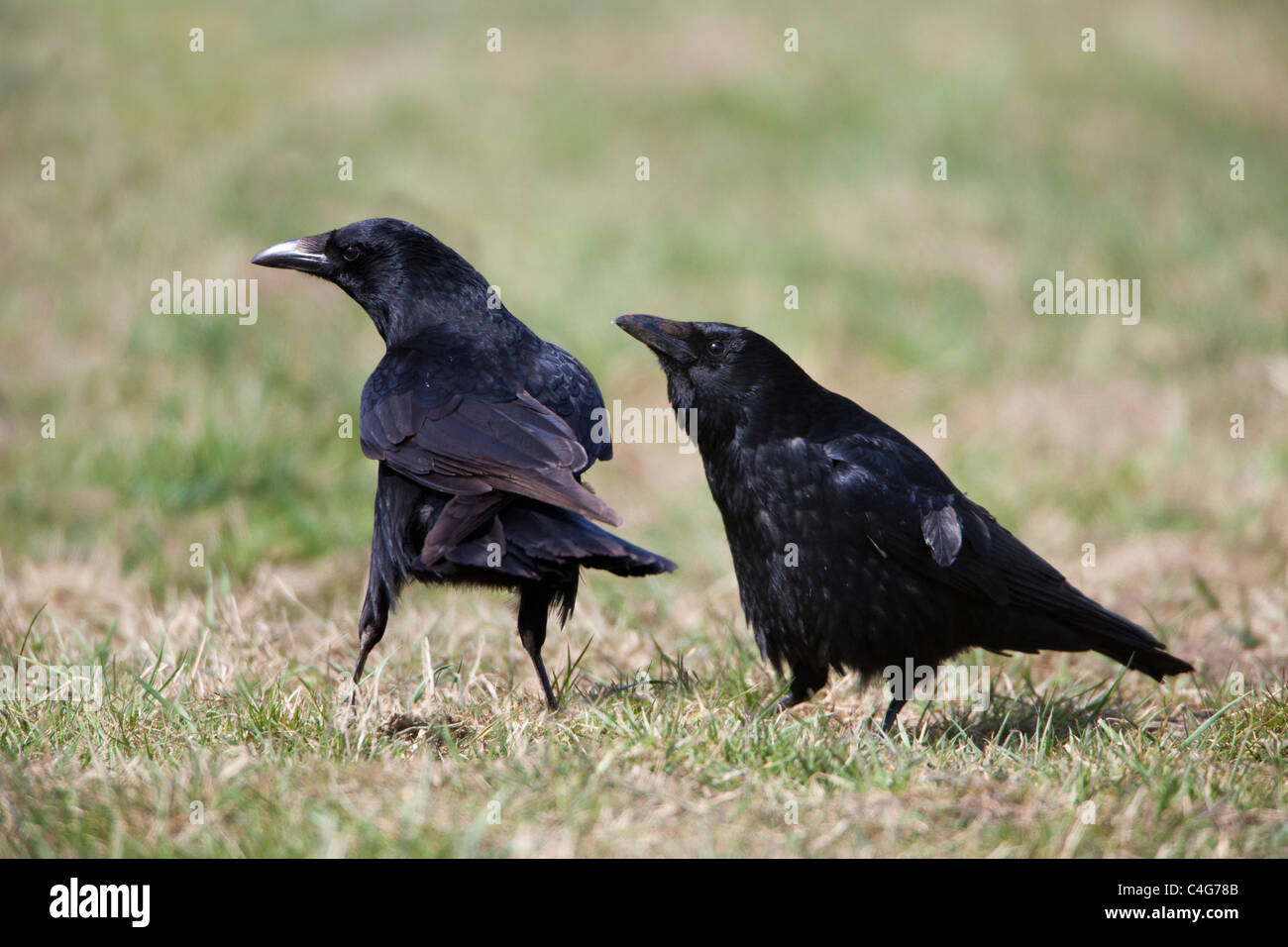 Carrion Crow (Corvus corone), dos en la pradera que muestra el comportamiento de cortejo, Baja Sajonia, Alemania Foto de stock