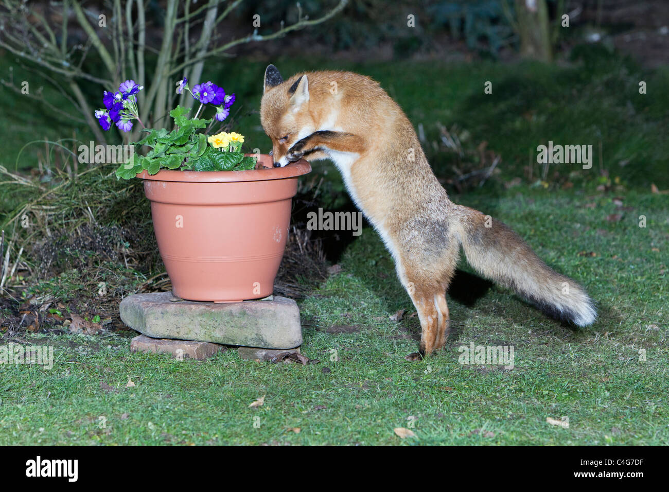 Unión el zorro (Vulpes vulpes), en busca de alimento en la maceta Foto de stock