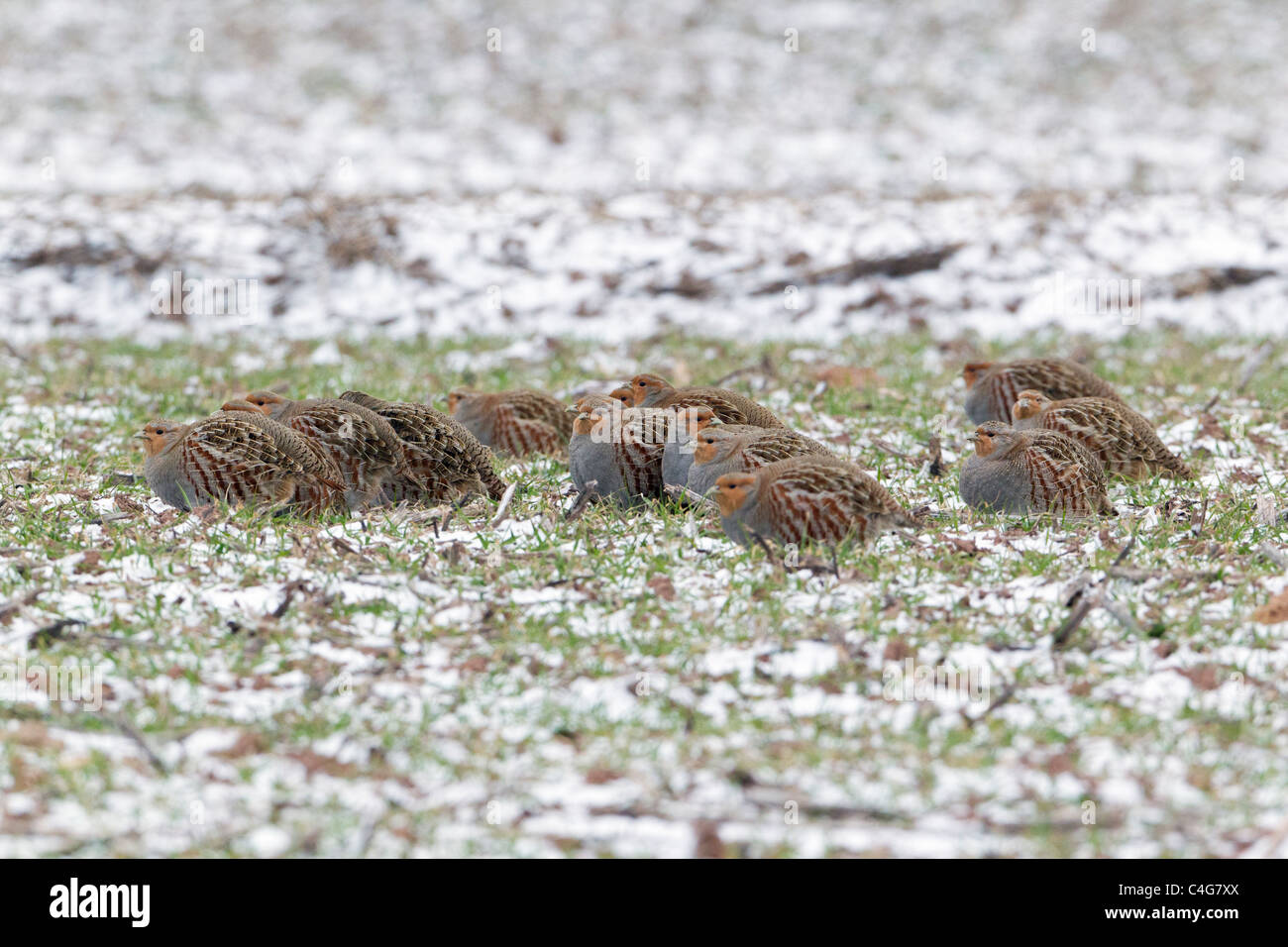 Pardilla (Perdix perdix), covey descansando sobre maizal en invierno, Baja Sajonia, Alemania Foto de stock