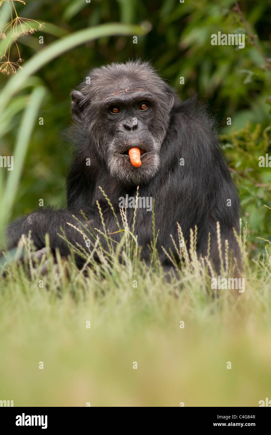 El chimpancé comiendo zanahoria Foto de stock