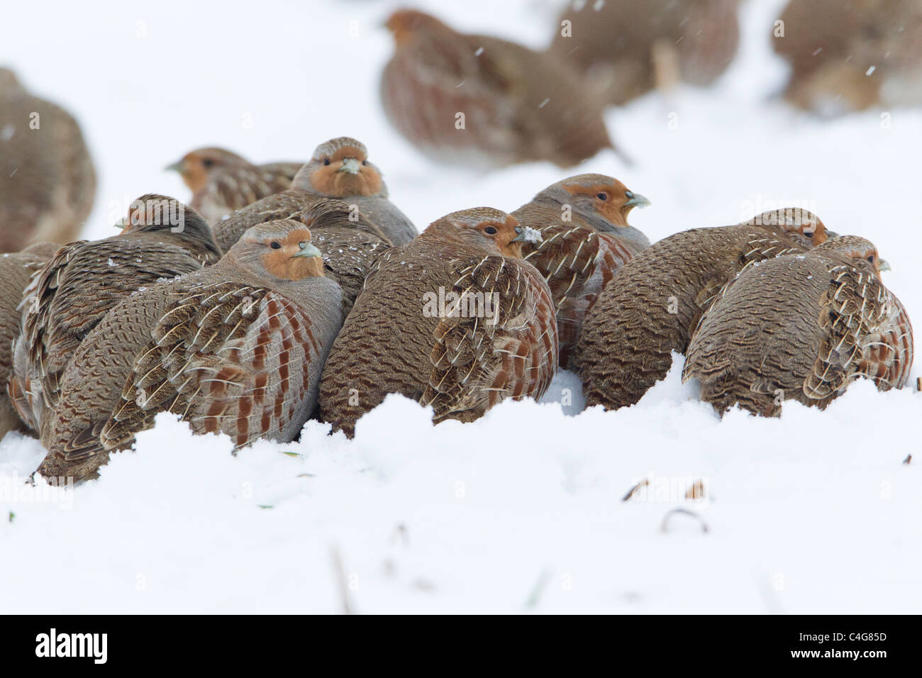 Pardilla (Perdix perdix), covey descansando sobre el campo cubierto de nieve, Baja Sajonia, Alemania Foto de stock