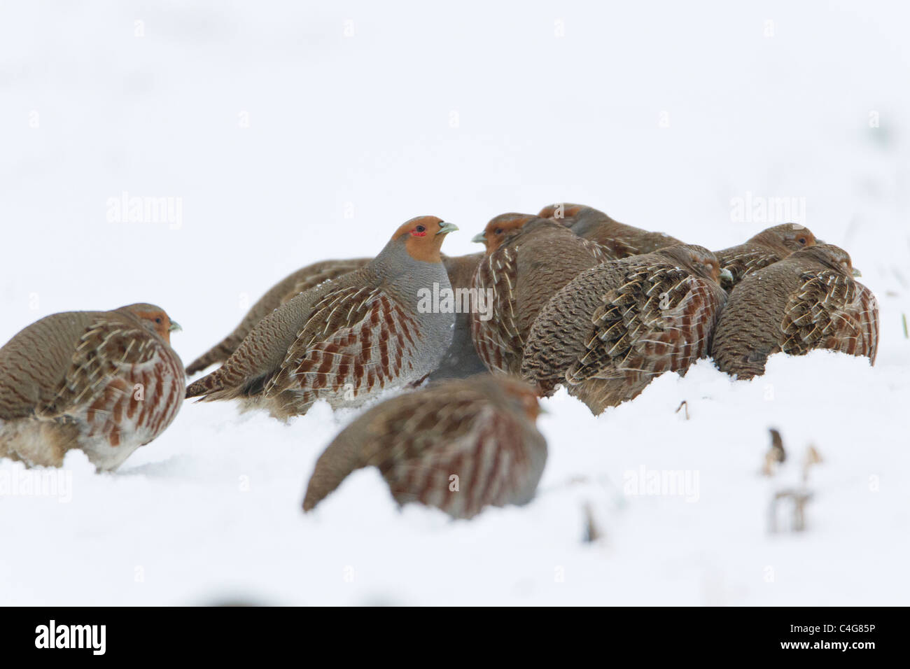 Pardilla (Perdix perdix), covey en campo cubierto de nieve, Baja Sajonia, Alemania Foto de stock