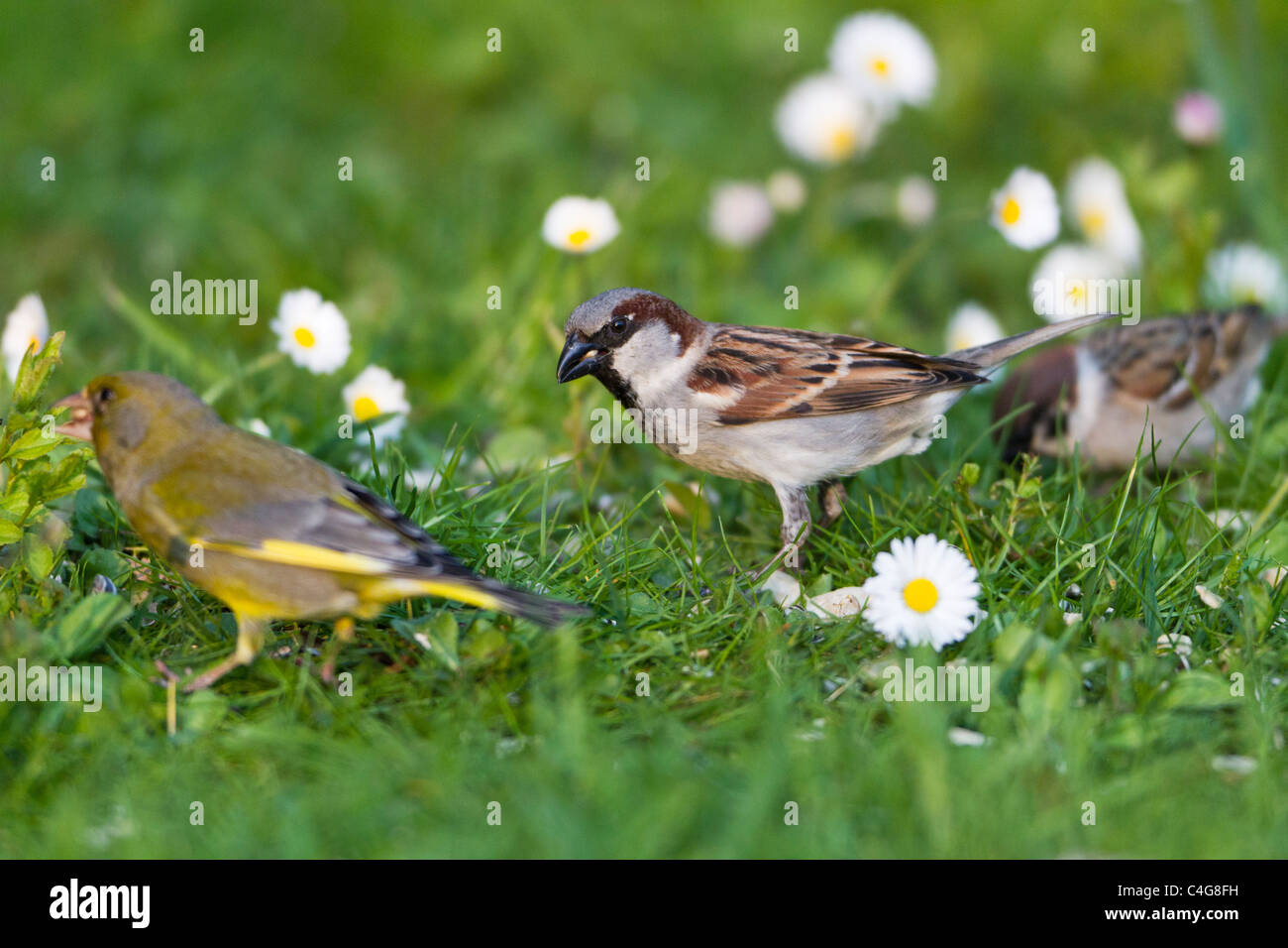 Gorrión (Passer domesticus), macho alimentándose de césped en el jardín con otras aves, Baja Sajonia, Alemania Foto de stock