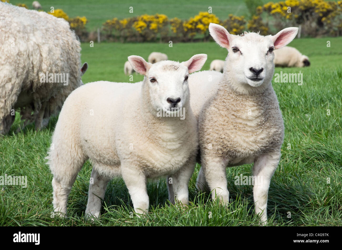 Escena de la agricultura del país con dos ovejas gemelas inquisitivas sanas corderos y una oveja en un campo de la granja en la primavera. Isla de Anglesey, Gales del Norte, Reino Unido, Gran Bretaña Foto de stock