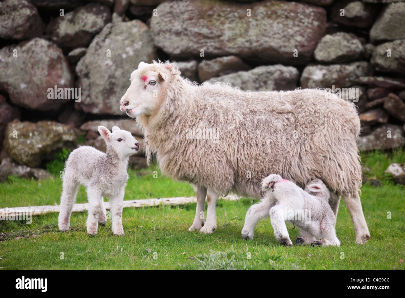 Oveja oveja con dos jóvenes dos corderos recién nacidos por un muro de piedra en la campiña escocesa en primavera o principios del verano. Islas Shetland Scotland Reino Unido Gran Bretaña Foto de stock