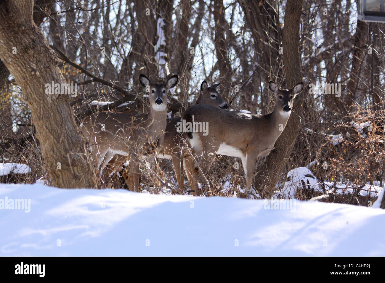 Pequeño rebaño de venados de cola blanca doe caminando a través del bosque de invierno Foto de stock