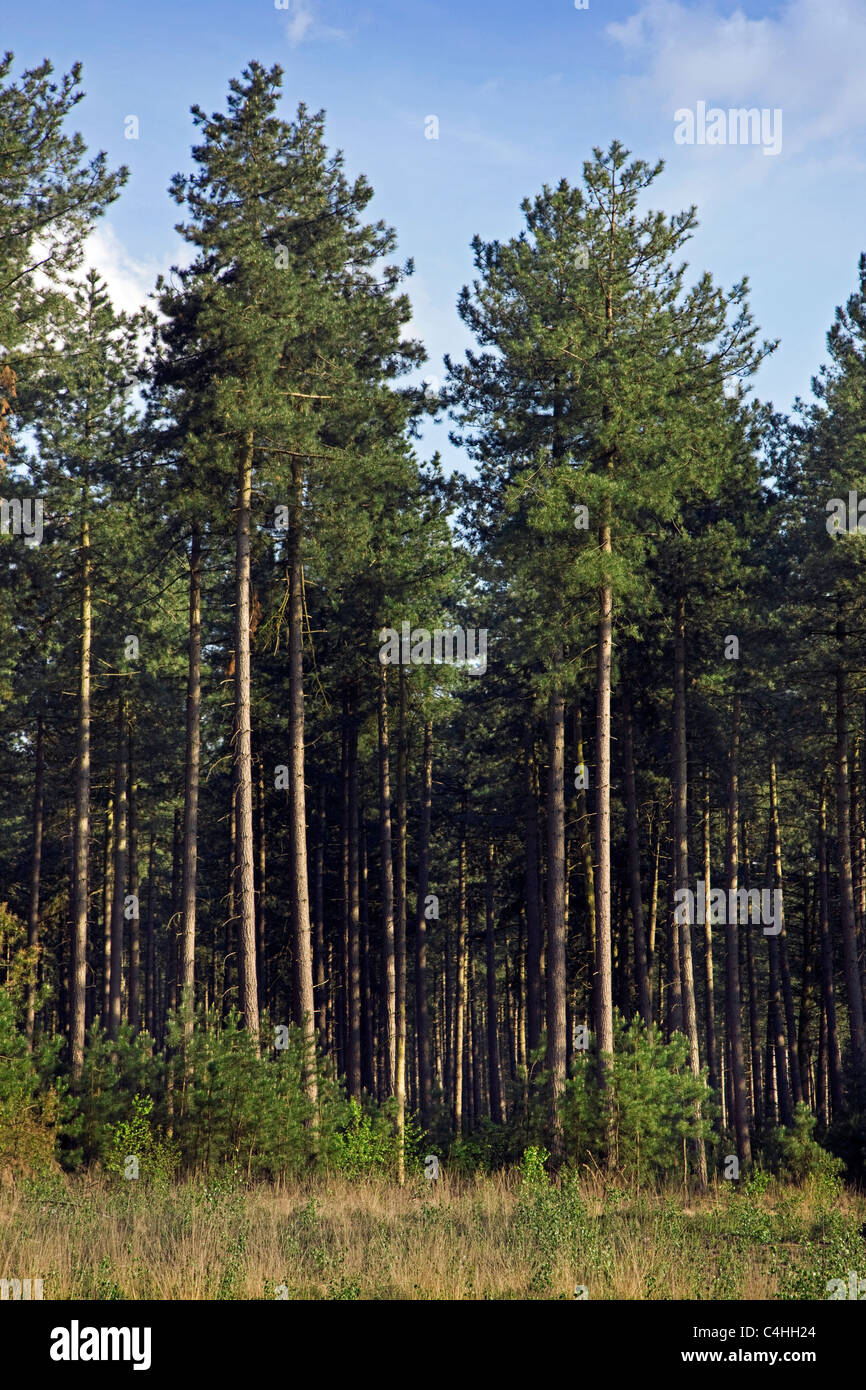 Bosque de coníferas con negro europeo de pinos (Pinus nigra), Bélgica Foto de stock