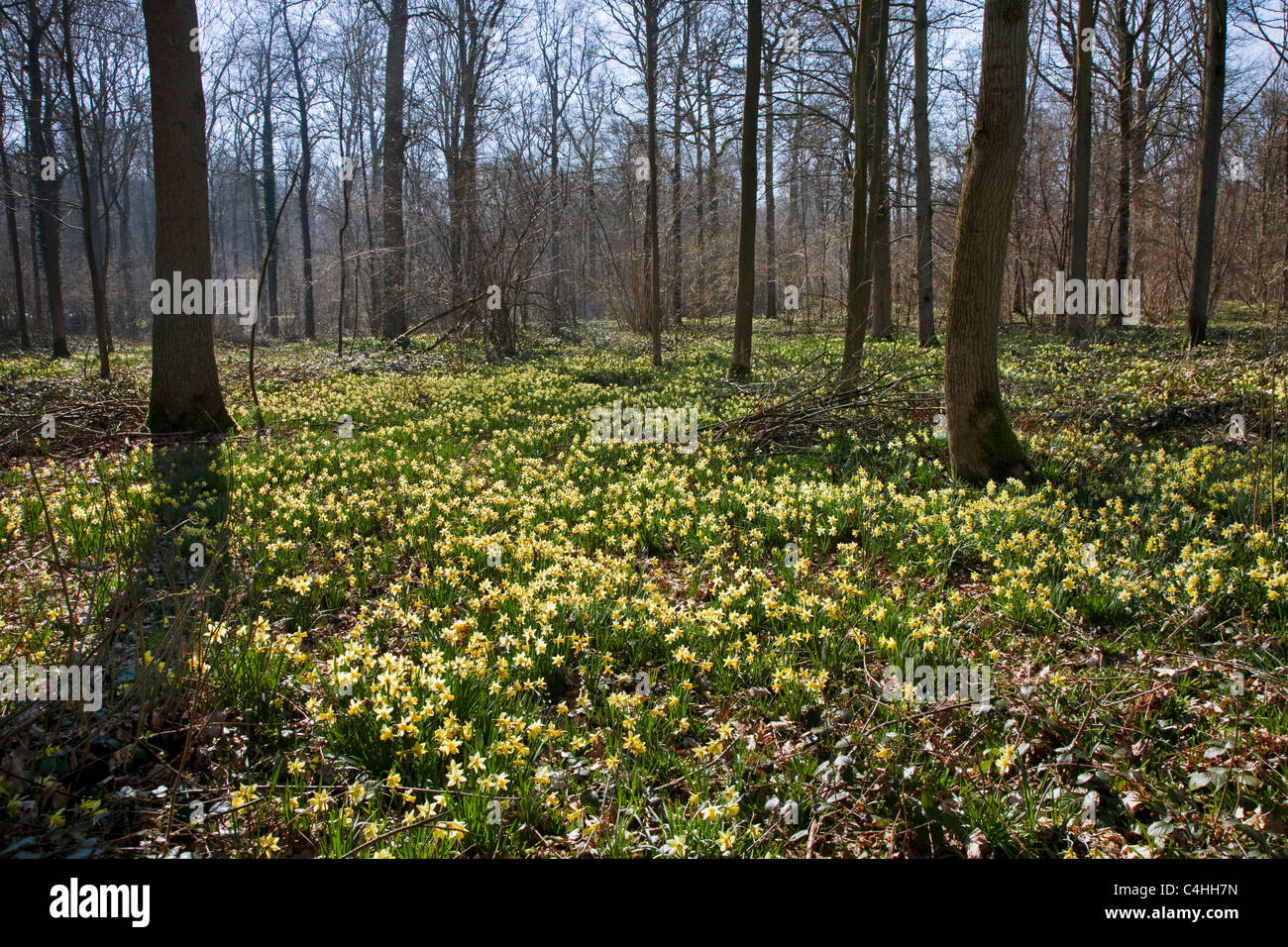 Narcisos silvestres / Cuaresma lily (Narcissus pseudonarcissus) en bosques, Bélgica Foto de stock