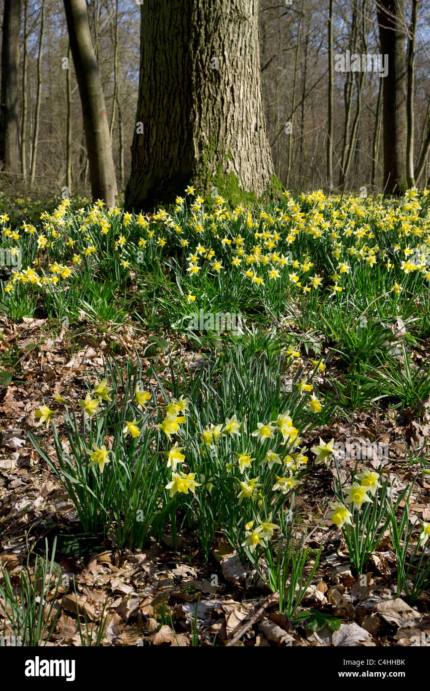 Narcisos silvestres / Cuaresma lily (Narcissus pseudonarcissus) en bosques, Bélgica Foto de stock