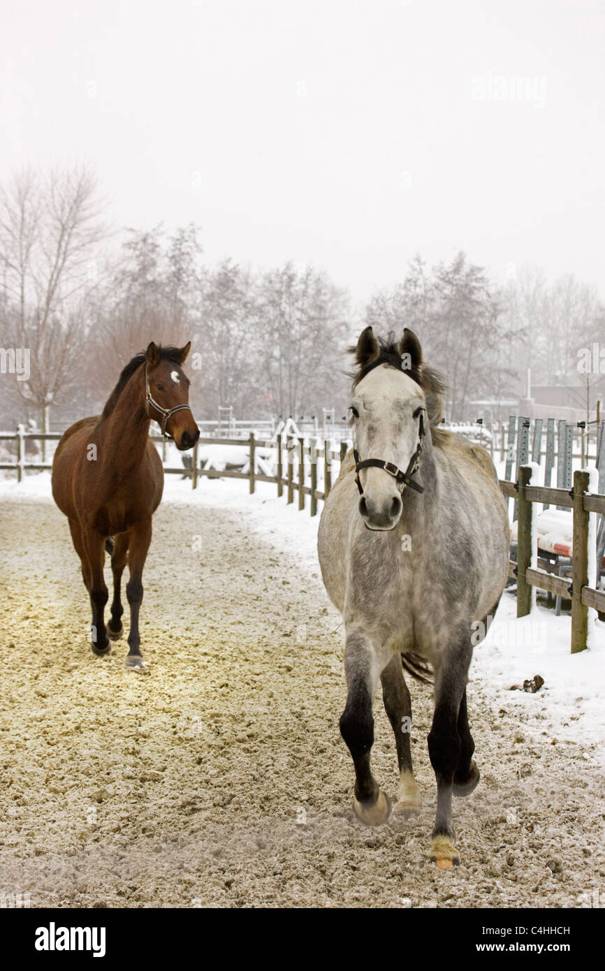 Dos caballos (Equus caballus) en una escuela de equitación en el invierno en la nieve, Bélgica Foto de stock