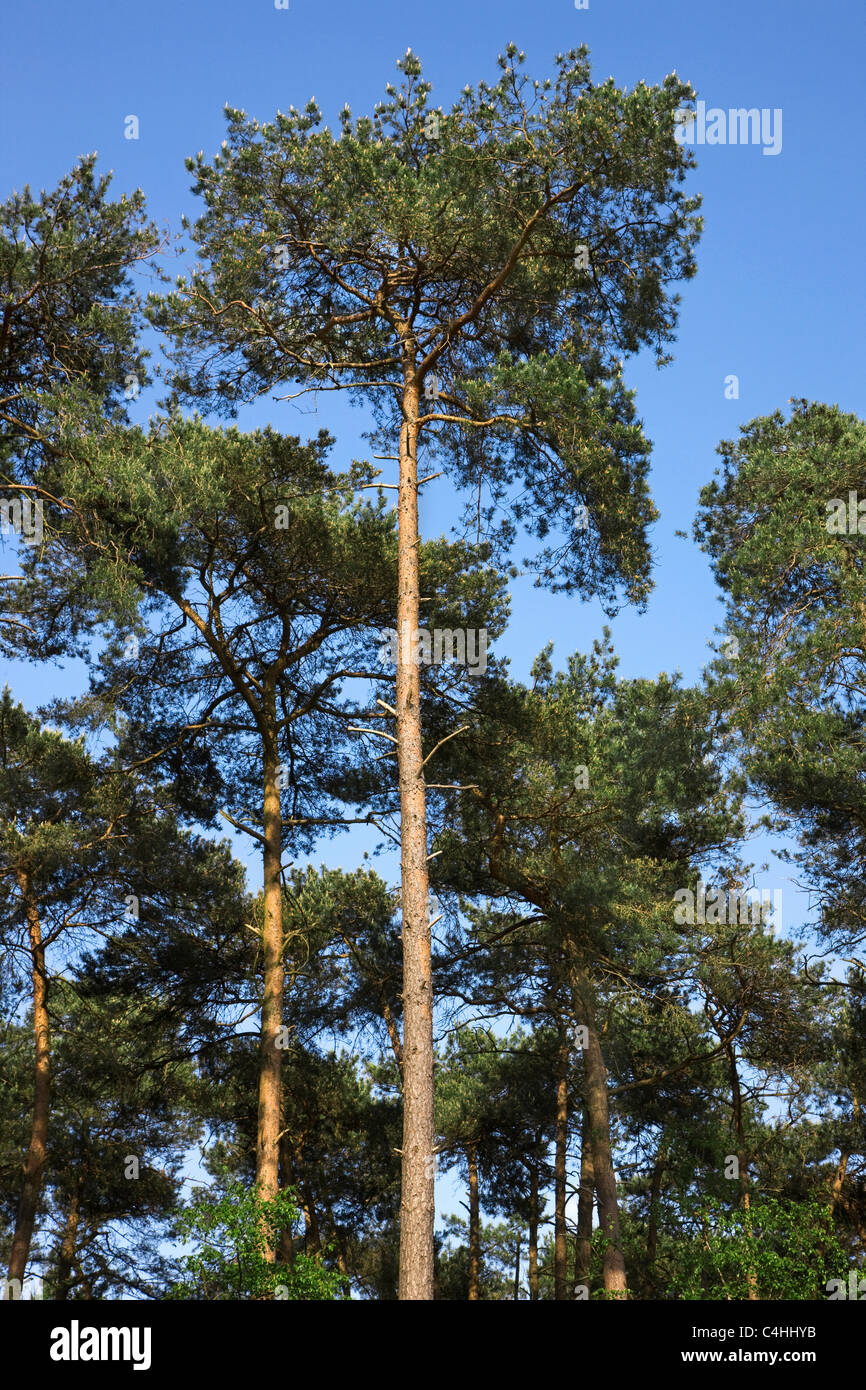 Pino silvestre (Pinus sylvestris) en bosques de coníferas, Bélgica Foto de stock