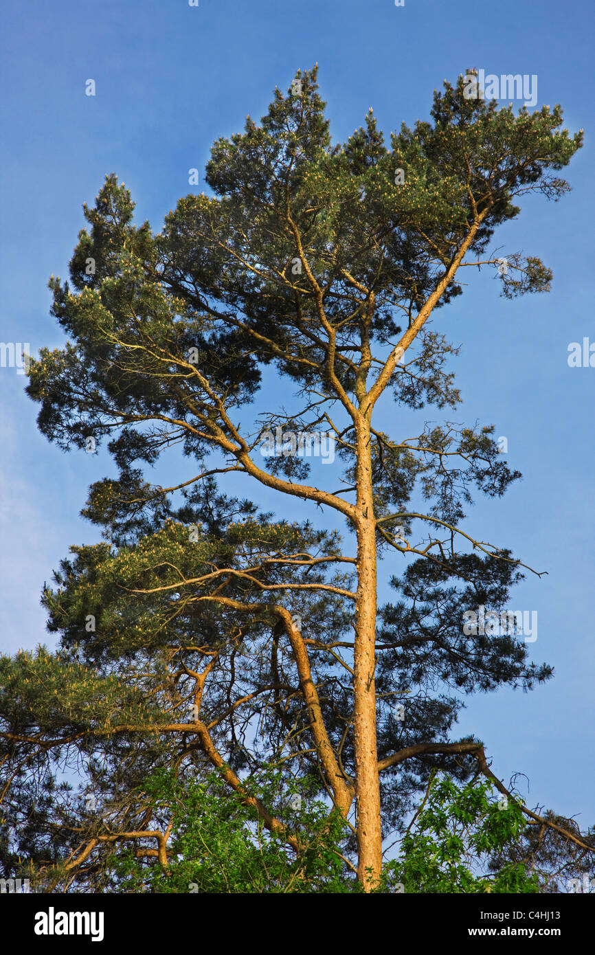 Pino silvestre (Pinus sylvestris) en bosques de coníferas, Bélgica Foto de stock