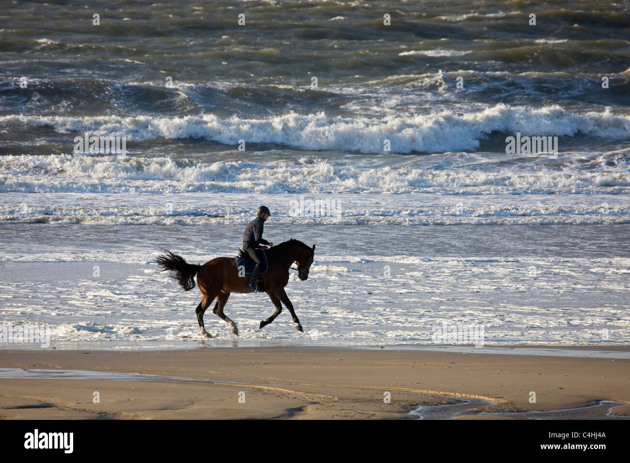 Jinete en caballo (Equus caballus), sobre la playa en la costa del Mar del Norte, Bélgica Foto de stock