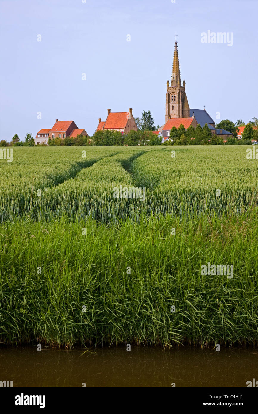 Maíz / campo de trigo y la torre de la iglesia en Bélgica Stuivekenskerke Foto de stock