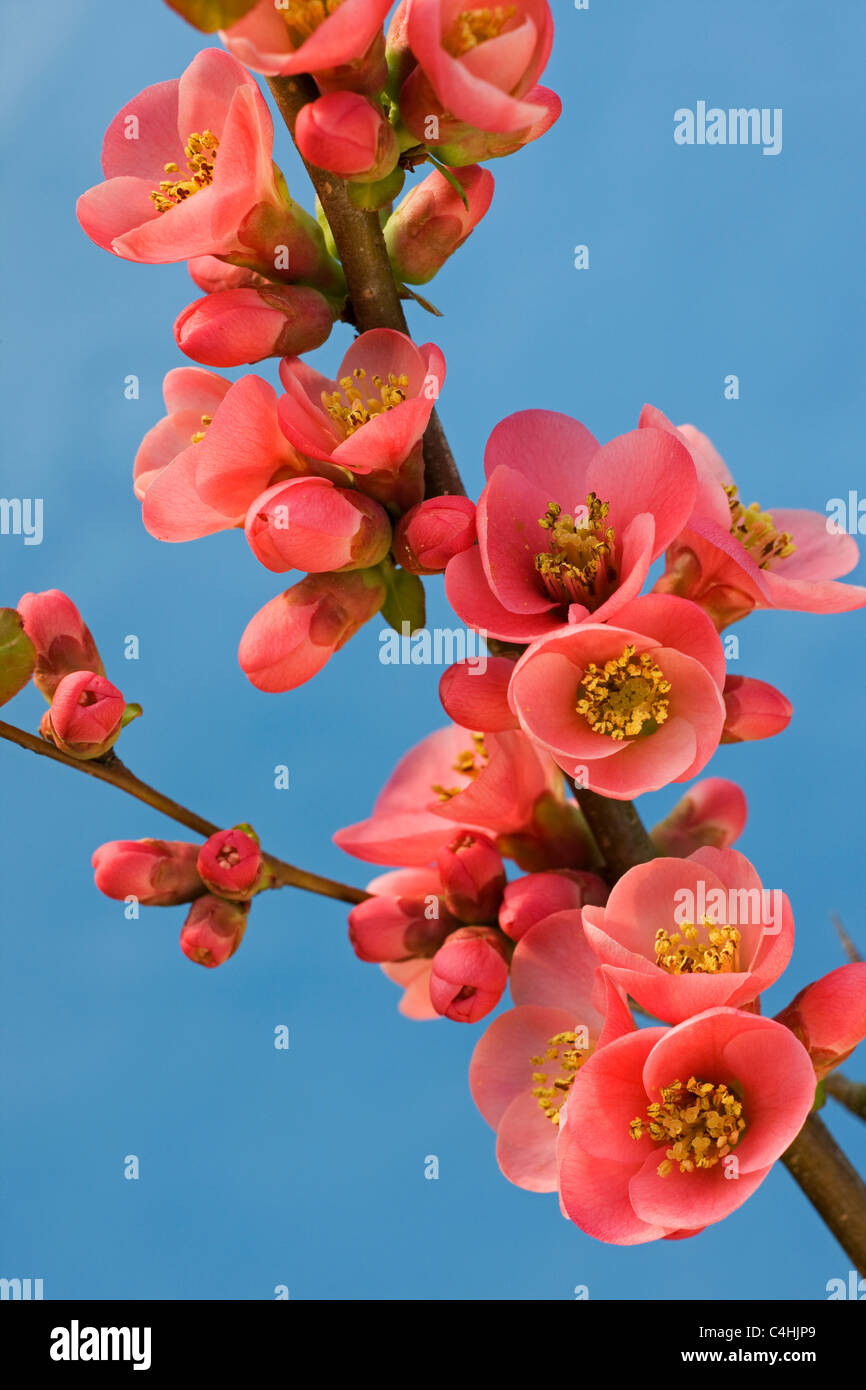 Membrillero japonés (Chaenomeles japonica) en flor Foto de stock