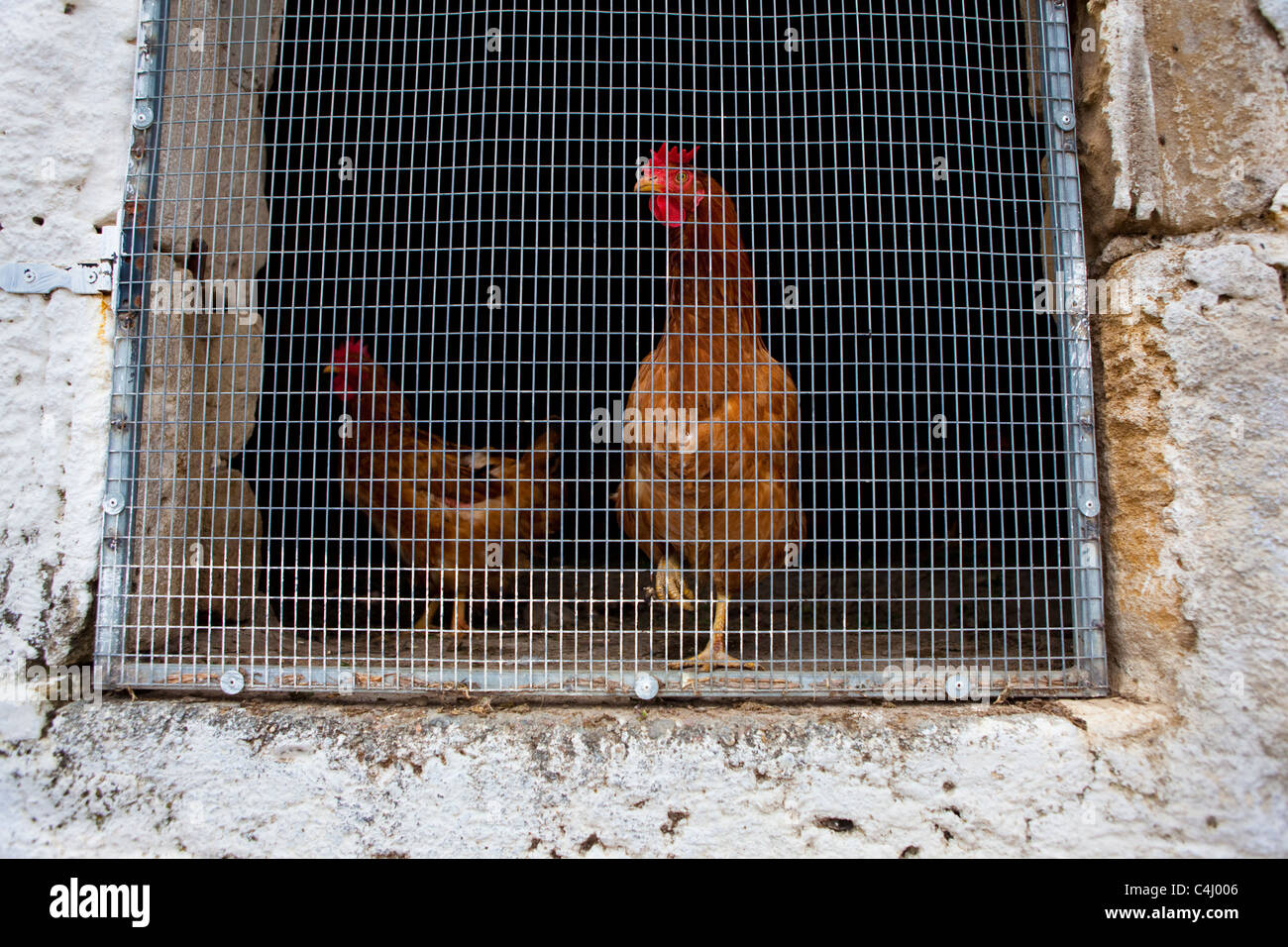 Las gallinas en un gallinero, en la antigua ciudad de Polyrinia helénica, Creta. Foto de stock