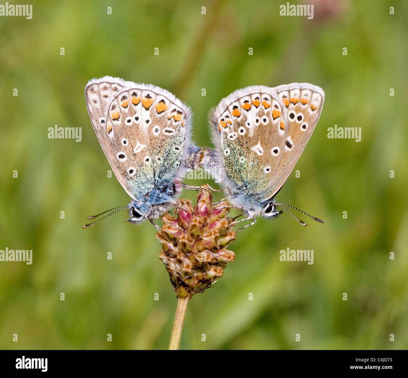 Mariposa Azul común Polyommatus icarus par acoplado mostrando el macho y hembra a la izquierda a la derecha Foto de stock
