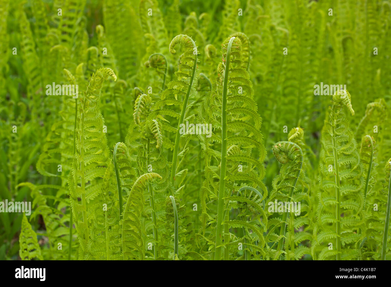 Señora Fern (Athyrium filix-femina) - New York - USA - Una planta dominante en el sotobosque de la taiga de América del Norte Foto de stock