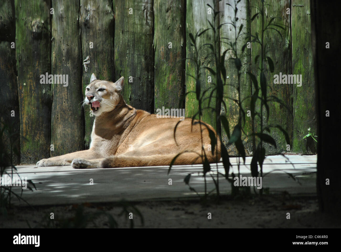 Un puma en el zoológico de Lisboa - Portugal Fotografía de stock - Alamy