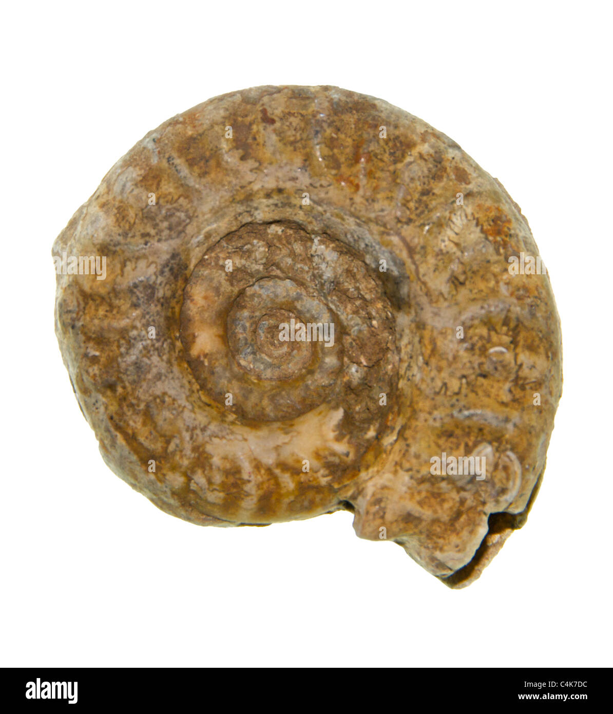 Ammonites (/ˈaemənaɪts/) son un grupo extinto de invertebrados marinos en la subclase Ammonoidea Foto de stock
