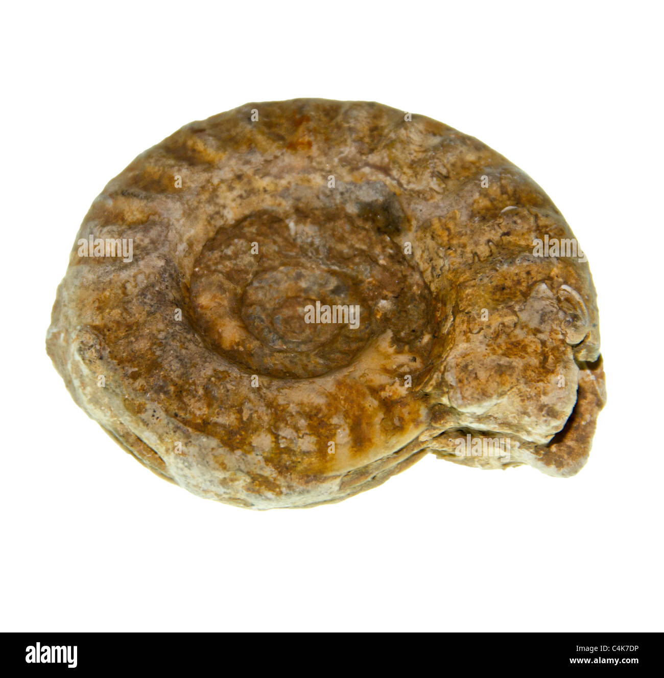 Un fósil de ammonites. Ammonites (/ˈaemənaɪts/) son un grupo extinto de invertebrados marinos en la subclase Ammonoidea Foto de stock