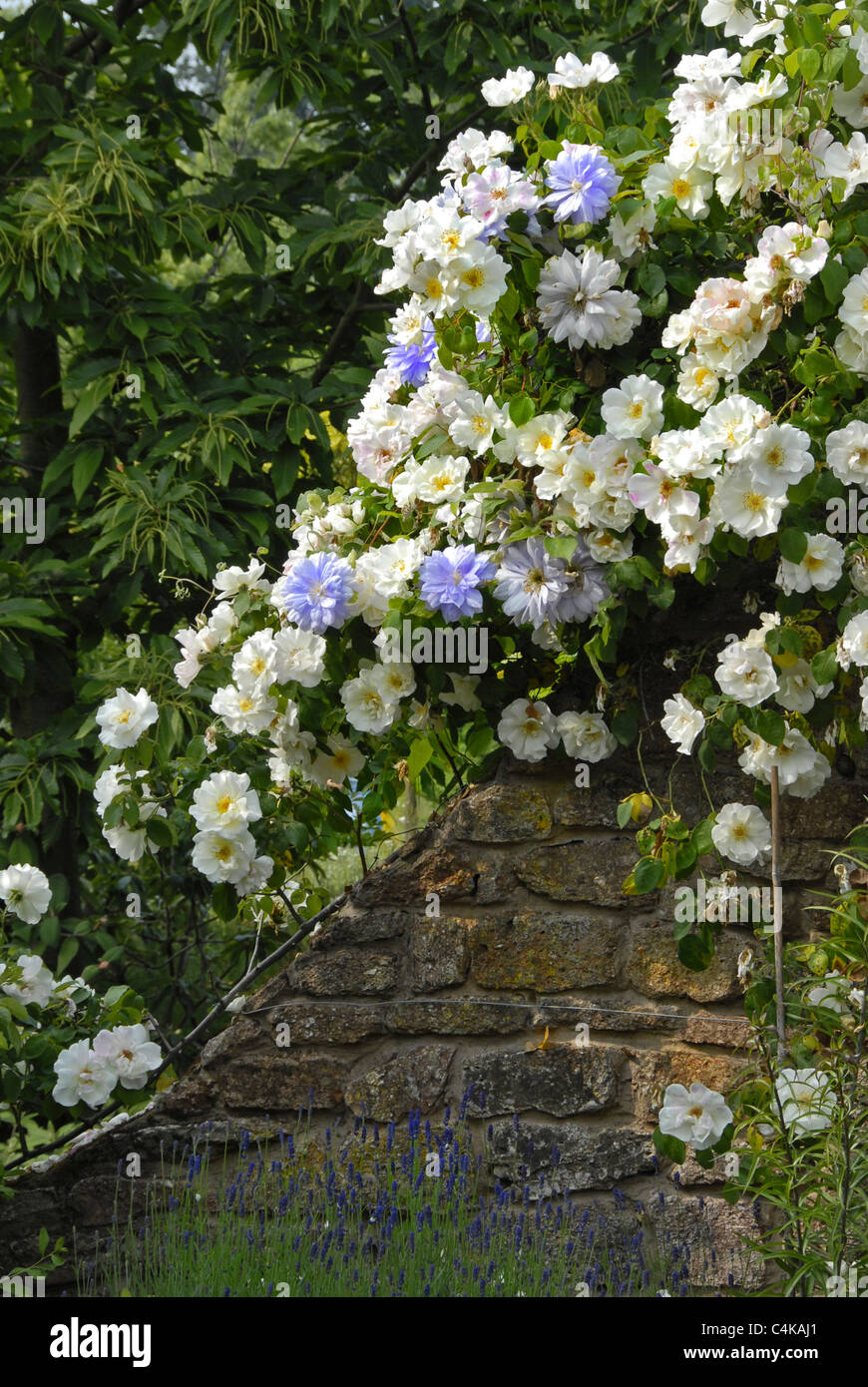 Una imagen vertical de un jardín campestre inglés con muchas coloridas flores tapaba un alto muro de piedra. Foto de stock
