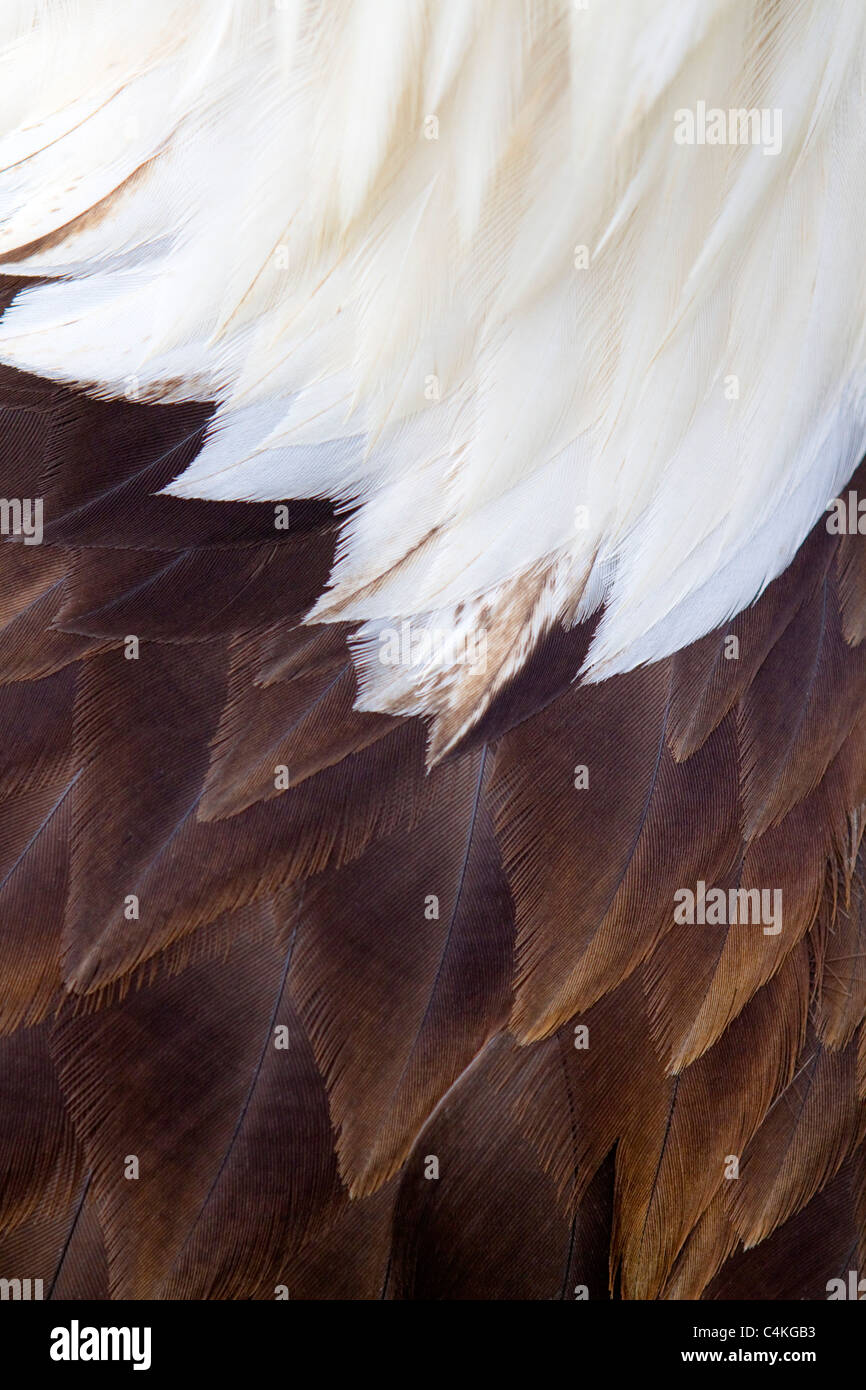 El águila calva; Haliaeetus leucocephalus; Feather detalle Foto de stock