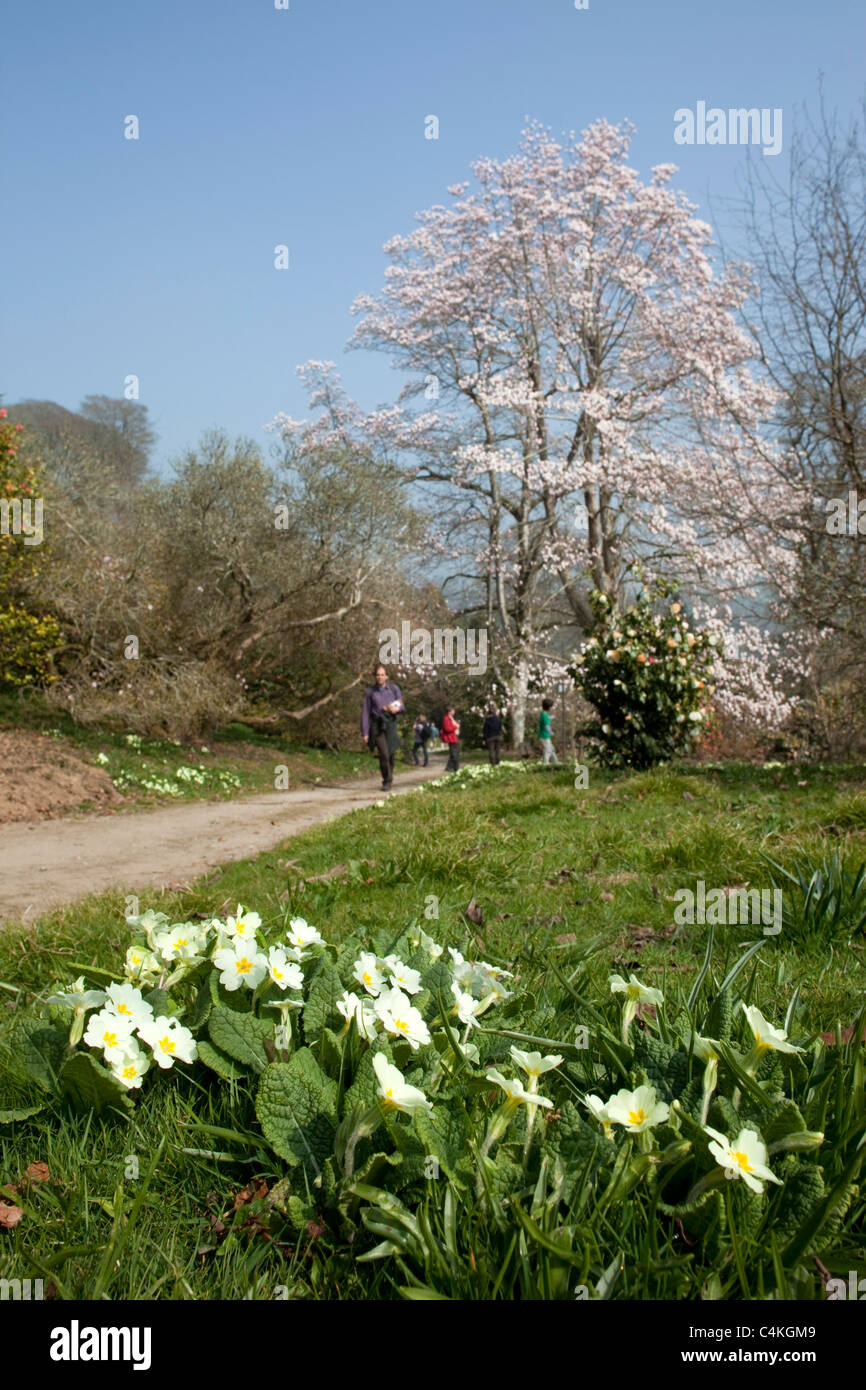 Caerhays Castle Garden; en primavera; Cornwall Foto de stock