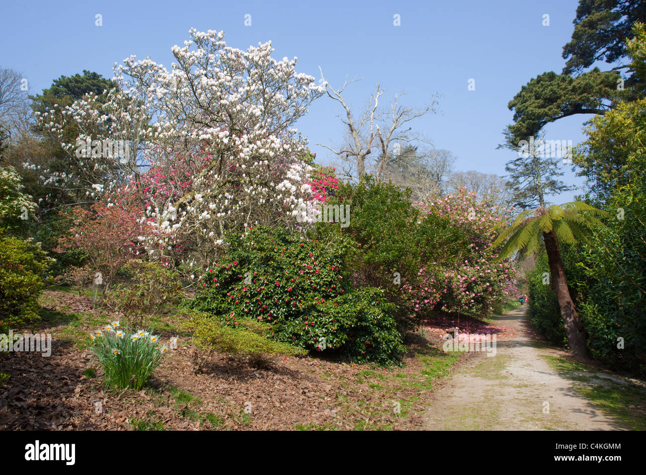 Caerhays Castle Garden; en primavera; Cornwall Foto de stock