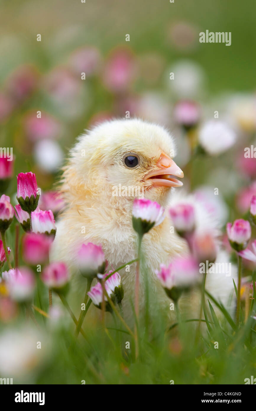 Chick entre margaritas; Cornwall Foto de stock