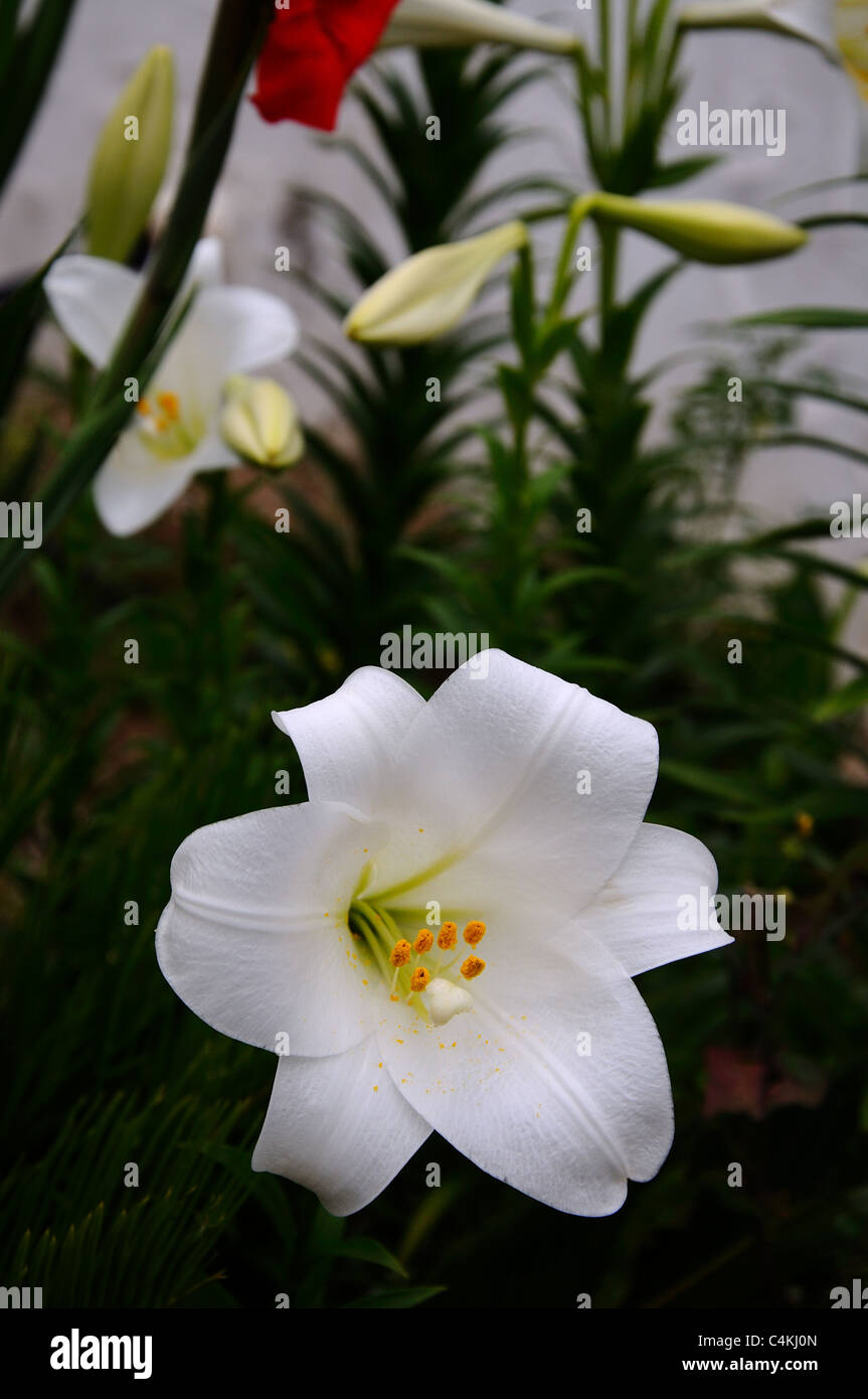 Azucena, Costa del Sol, Málaga, Andalucía, España, Europa Occidental  Fotografía de stock - Alamy