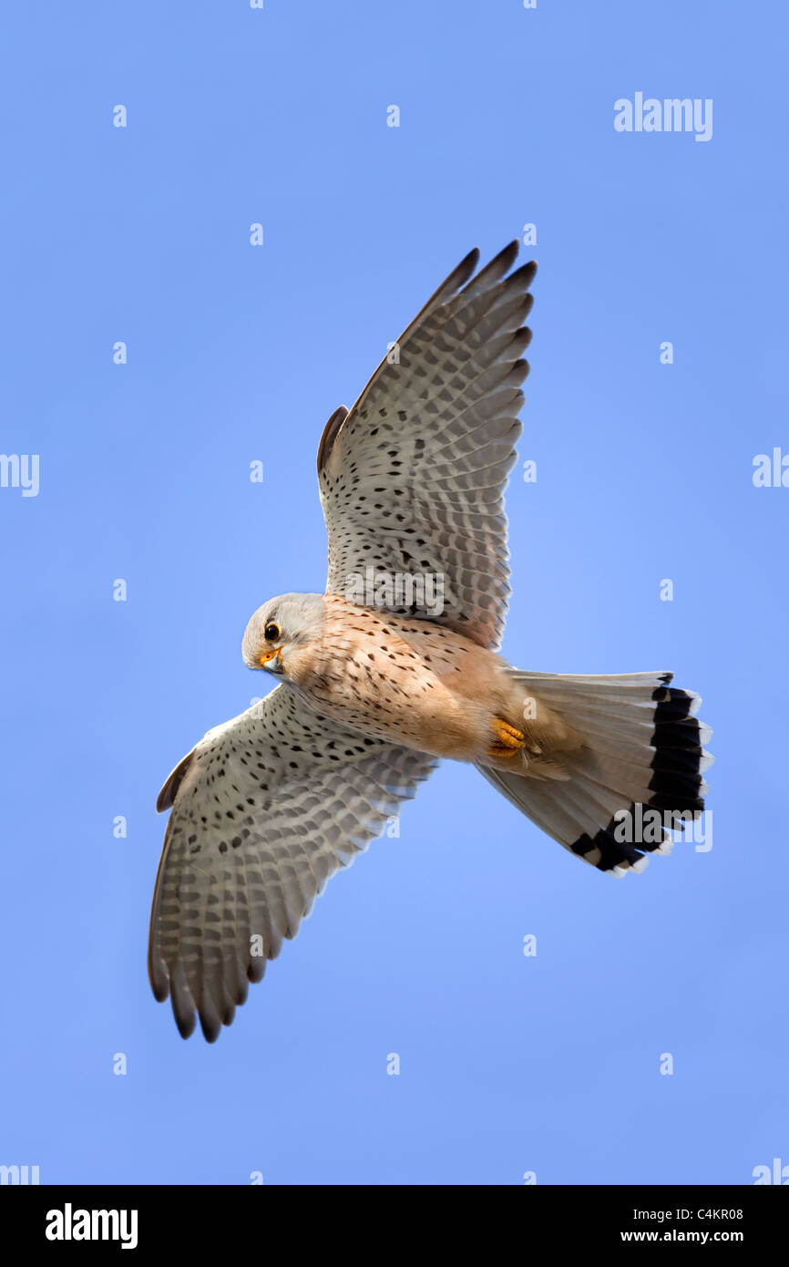 Cernícalo; Falco tinnunculus; flotando; Cornwall Foto de stock