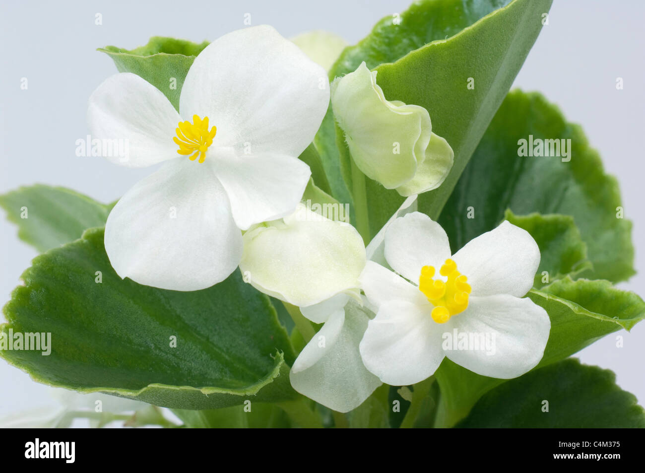 La begonia de cera, cera-leaf Begonia (Begonia x semperfloren-cultorum),  planta con flores blancas Fotografía de stock - Alamy