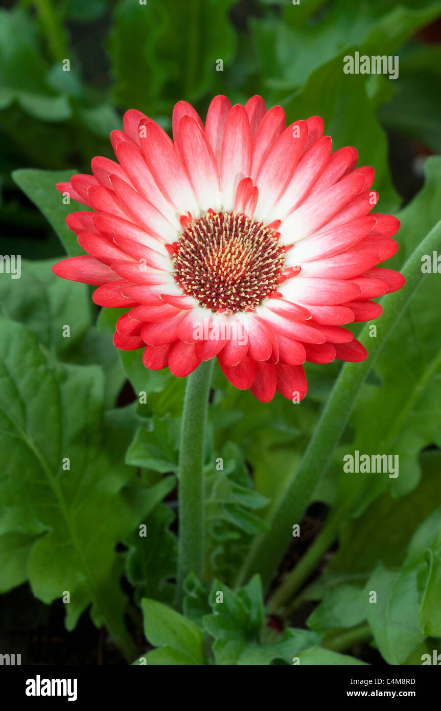 Gerbera en maceta fotografías e imágenes de alta resolución - Alamy