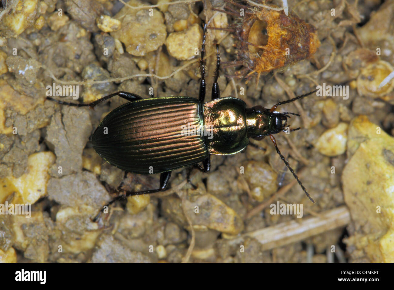 Carabid Beetle Foto de stock