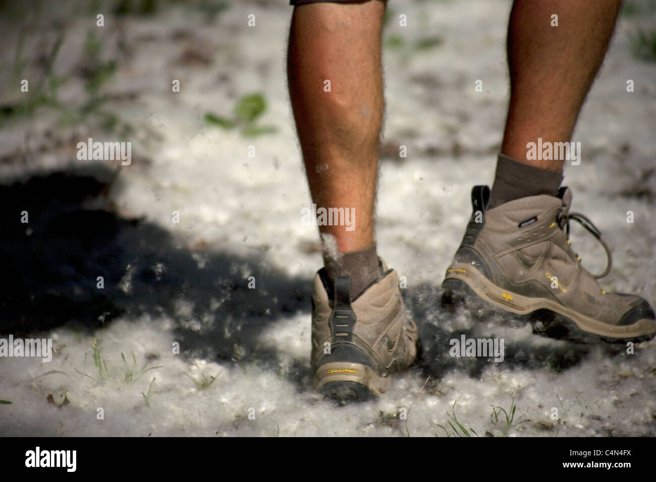 Un peregrino camina en una pista cubierta por semillas de chopo blanco,  mirando como la nieve,Camino Francés del Camino de Santiago,El  Bierzo,España Fotografía de stock - Alamy
