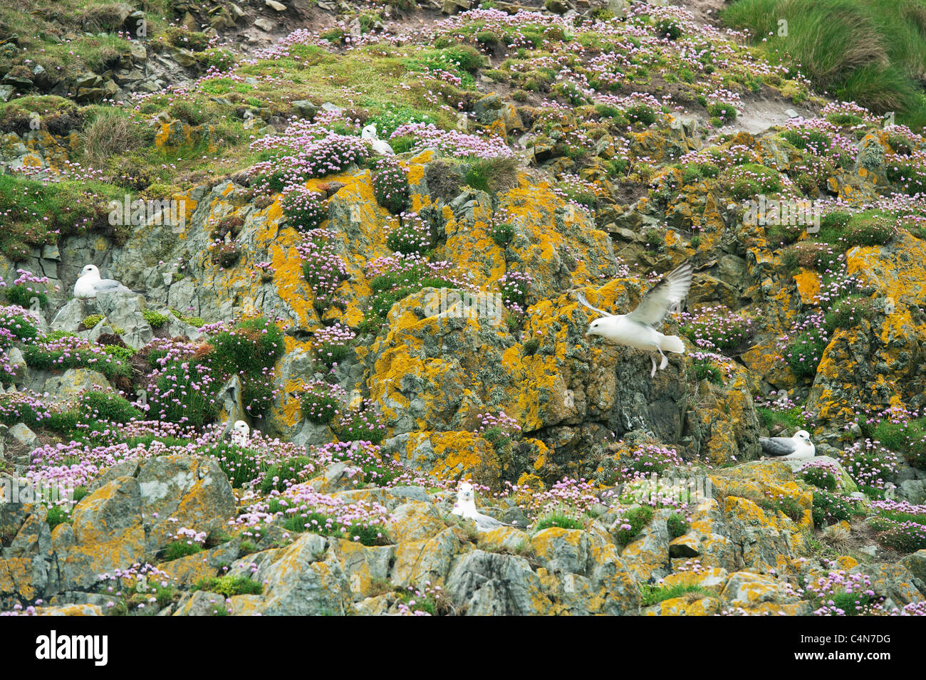 Northern Fulmar (Fulmarus glacialis) anidando en ahorro o rosa del mar (Armeria maritima) Fair Isle, Escocia Foto de stock
