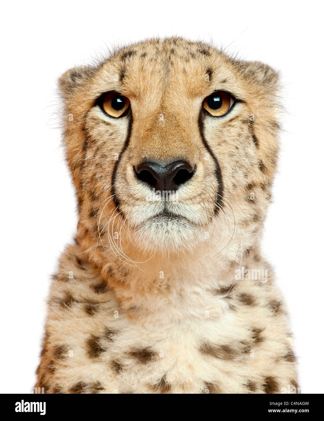 Close-up de guepardo Acinonyx jubatus, de 18 meses, delante de un fondo blanco Foto de stock