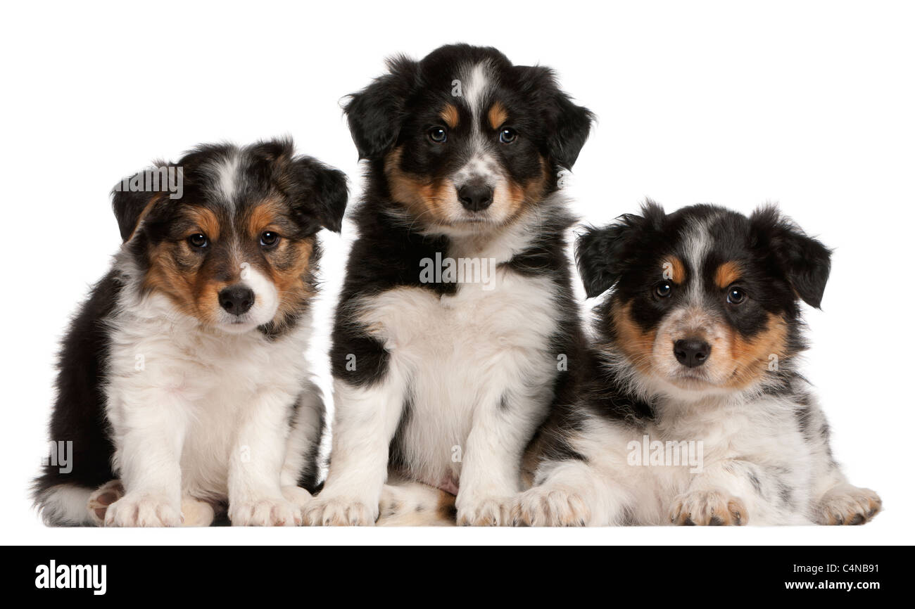 Frontera cachorros collie, de 6 semanas de edad, delante de un fondo blanco Foto de stock